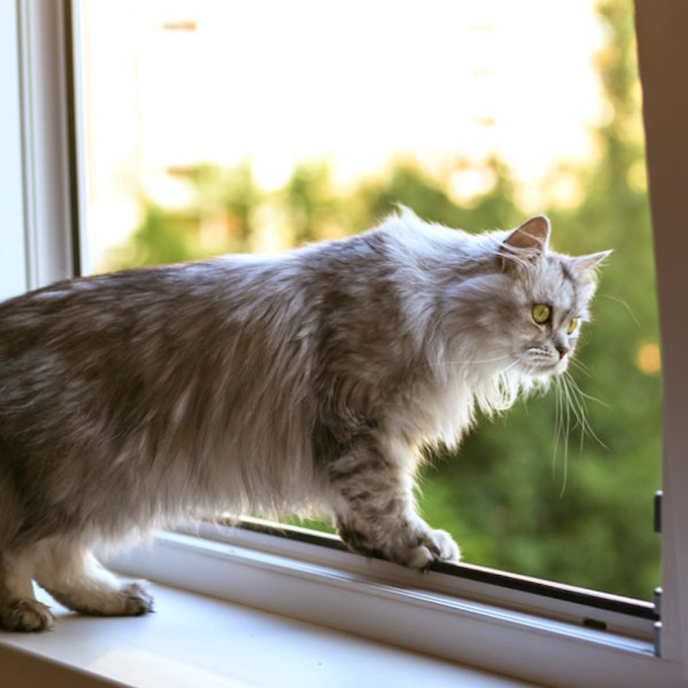 cat proof window screen